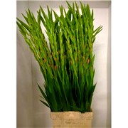 image фото Gladiolus GR Oasisl - гладиолусы оптом купить цветы и растения из Голландии, Германии, Италии, Испании, Дании, Эквадора, Колумбии, Азии, Африки, Израиля, Китая, Тайланда, Тайваня с доставкой по Украине в: Киев, Львов, Черкассы, Кировоград, Полтава, Ровно, Днепропетровск, Запорожье, Харьков, Кривой Рог, Днепр, Одесса, Николаев, Херсон, Умань, Кропивницкий